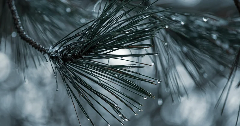 L'arbre forestier n'est pas l'arbre de montagne